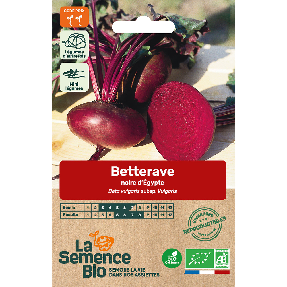 Graines potagères Betterave noire plate d'Egypte Bio