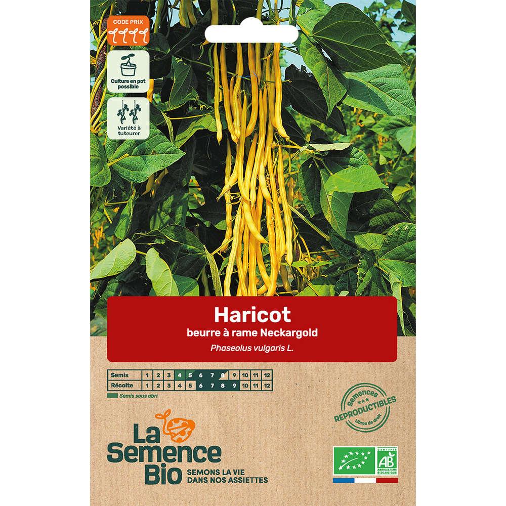 Graines potagères Haricot beurre grimpant Nackargold Bio