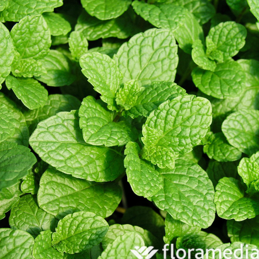 Menthe 'Mojito' : pot D.14cm