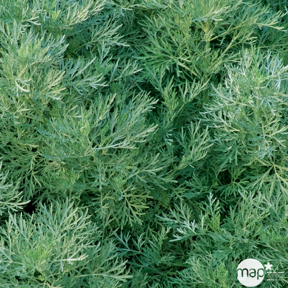 Armoise 'powis castle' : pot 1L