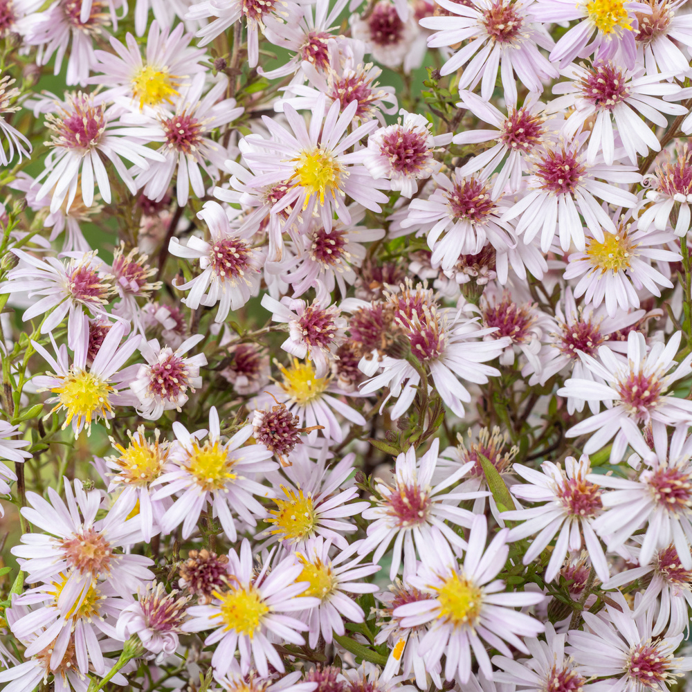 Aster Pink Cloud : godet vert