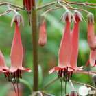 Fuchsia du Cap African Queen : lot de 3 godets