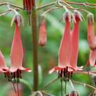 Fuchsia du Cap : lot de 3 godets