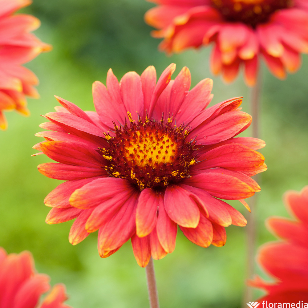 Gaillarde Burgunder : godet vert