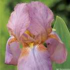 Iris des jardins China Maid:lot de 3 godets