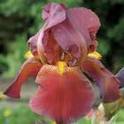 Iris des jardins Fuchsjagd :lot de 3 godets