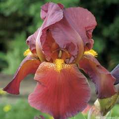 Iris des jardins Fuchsjagd :lot de 3 godets