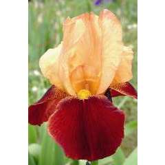 Iris des jardins Red Torch:lot de 3 godets