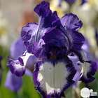 Iris des jardins Steeping Out :lot de 3 godets