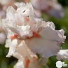 Iris des jardins Val de Loire :lot de 3 godets