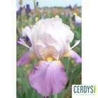 Iris des Jardins Atlantica : 3 godets