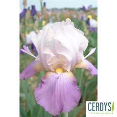 Iris des Jardins Atlantica : 3 godets