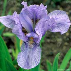 Iris nain Blue Denim :lot de 3 godets