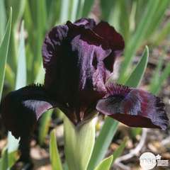 Iris nain Cherry Garden :lot de 3 godets