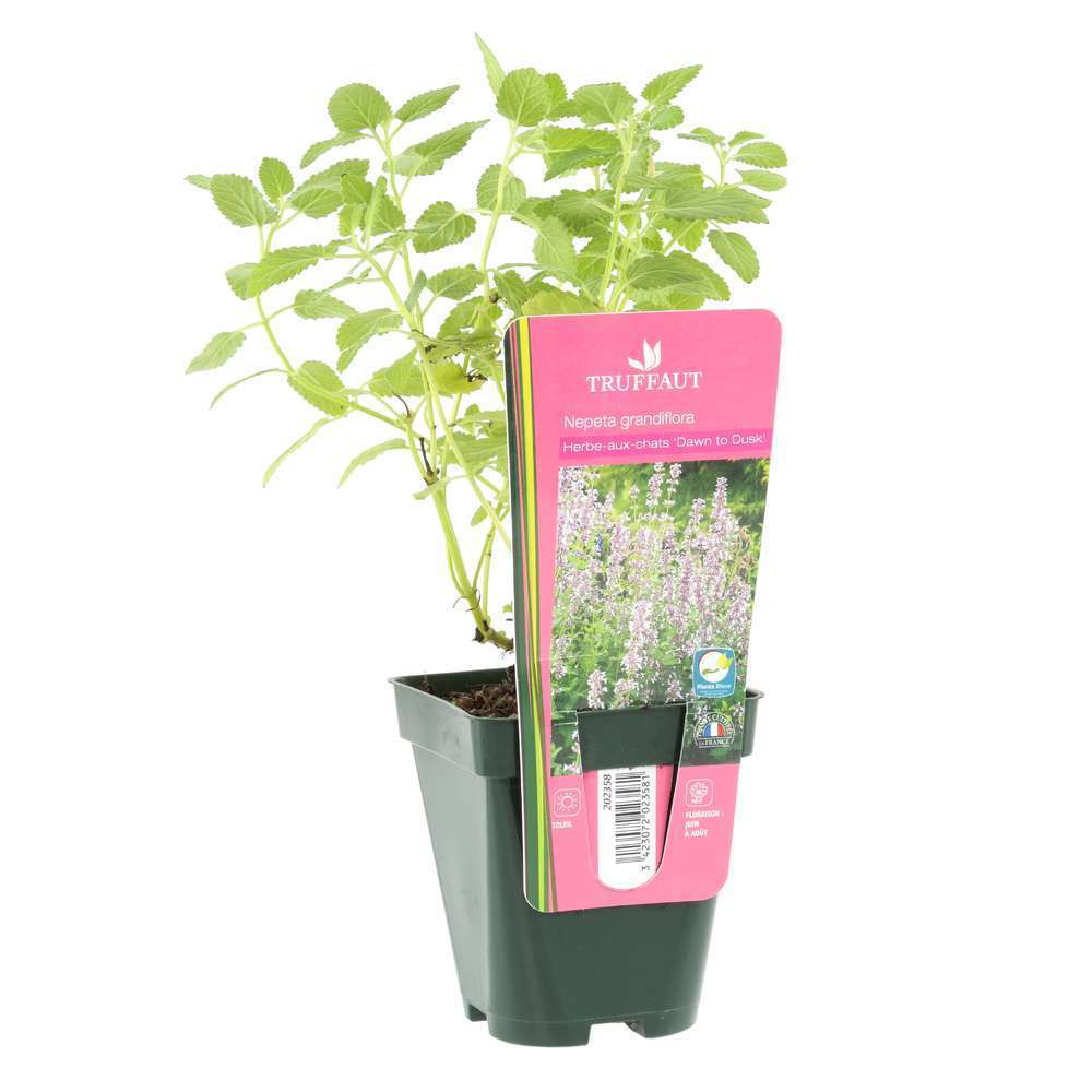 Varietes Herbe A Chats D Exterieur Truffaut