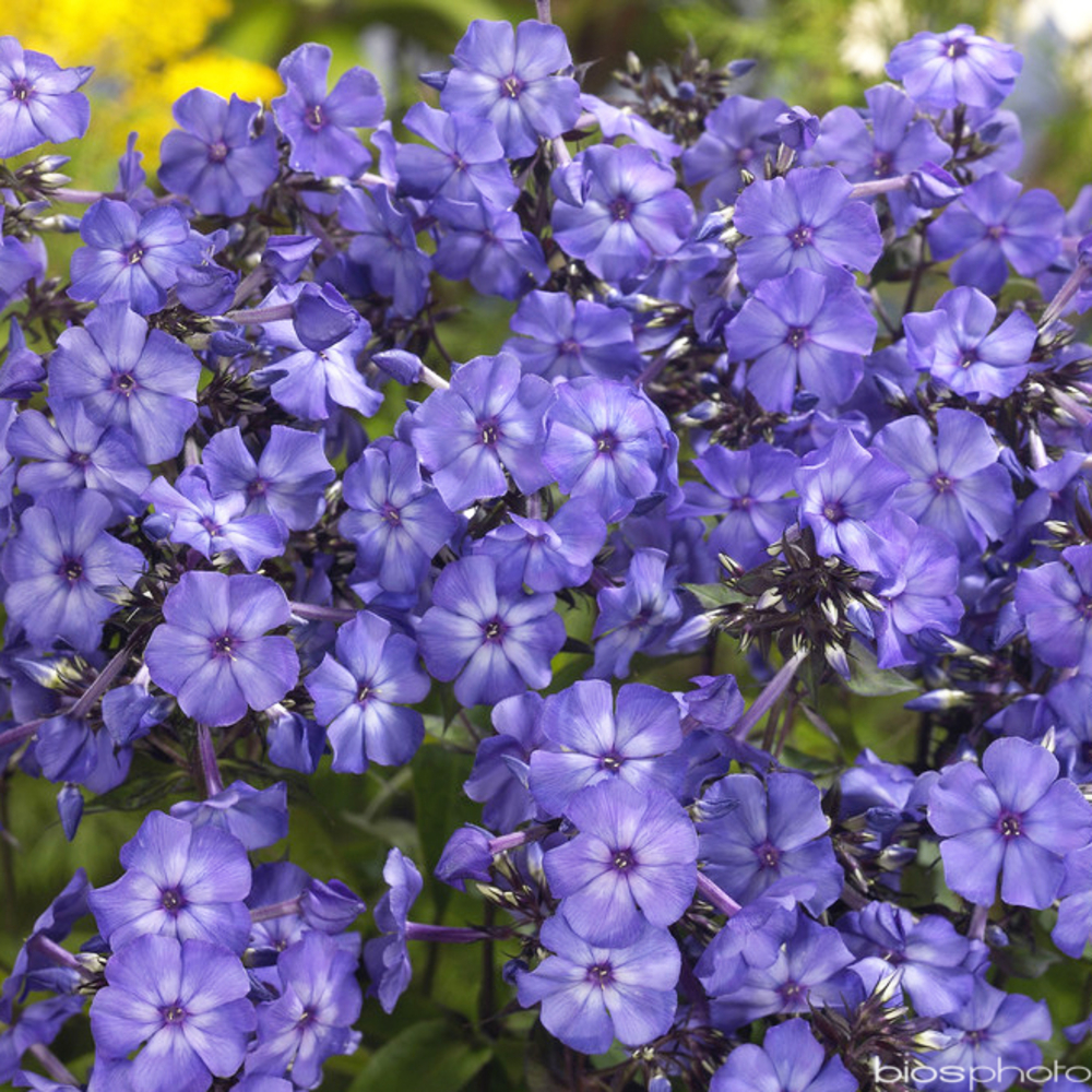 Phlox haut Blue Paradise : godet vert