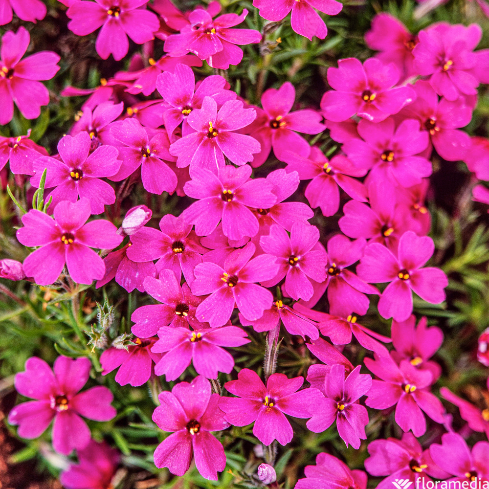 Phlox nain Scarlet Flame : godet vert