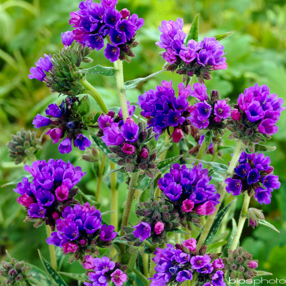 Pulmonaire longue feuille : godet rouge