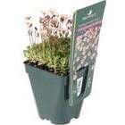 Saxifrage-mousse Stansfieldii : lot de 3 godets