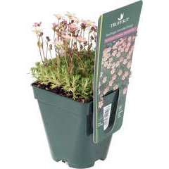 Saxifrage-mousse Stansfieldii : lot de 3 godets