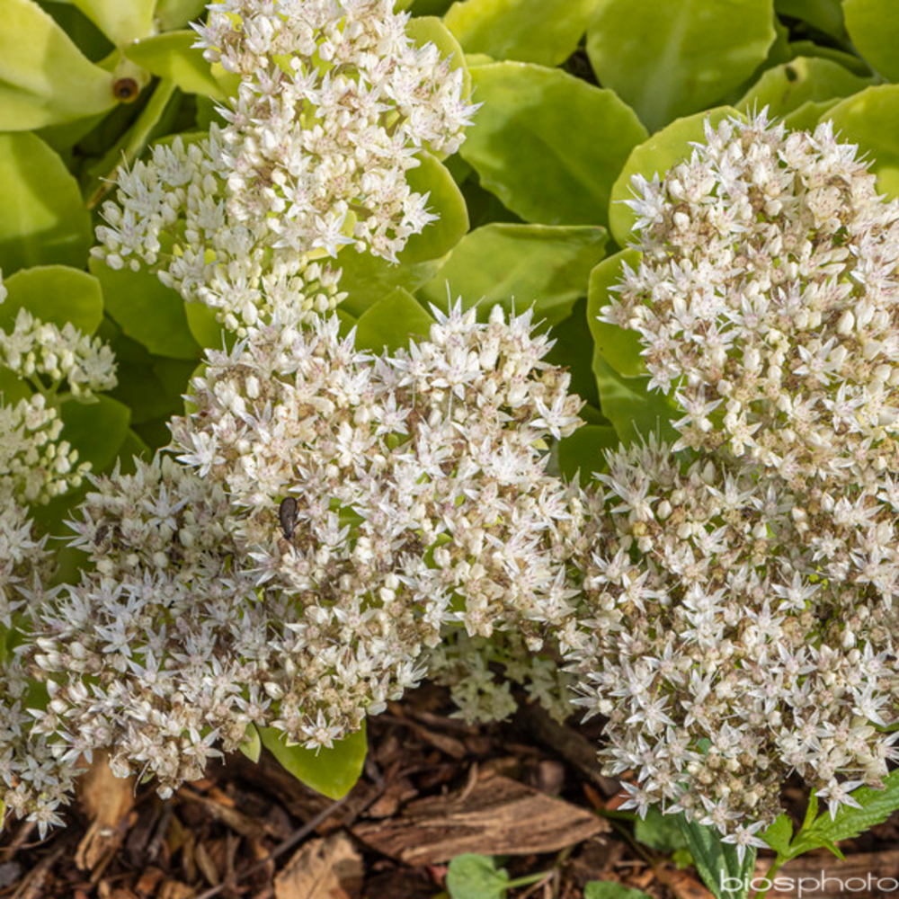 Sédum blanc : godet vert