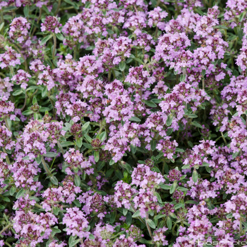 Thym serpolet : godet vert