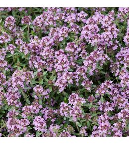 Thym serpolet : godet vert
