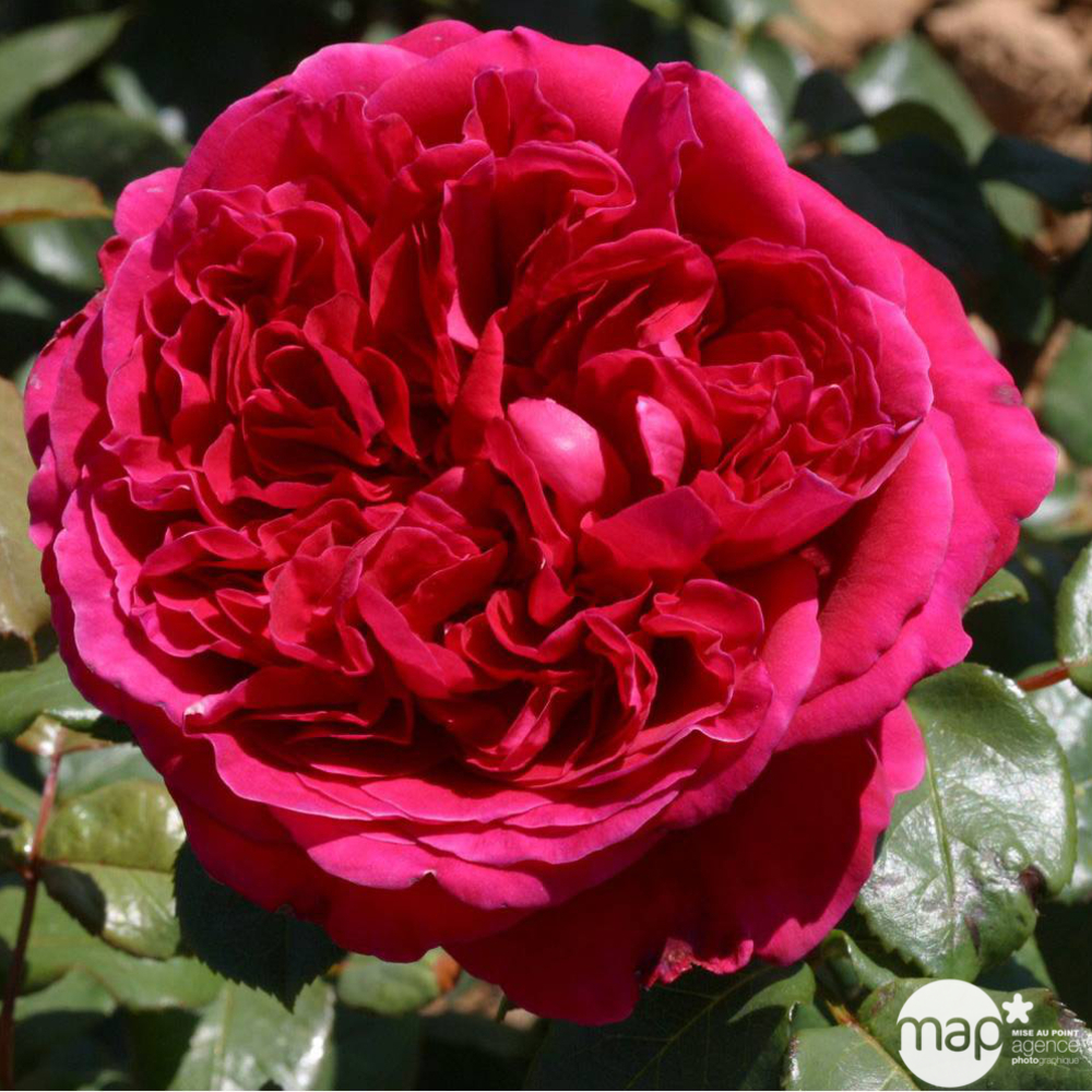 Rosier Meilland, coloris variables : pot D.20cm