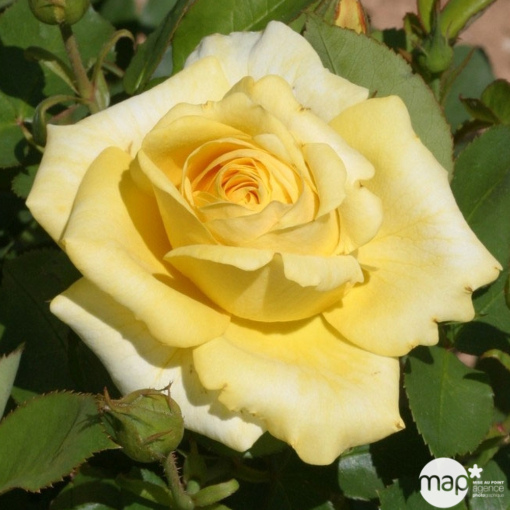 Rosier Meilland, coloris variables : pot D.20cm