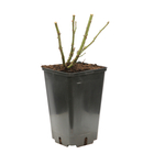 Rosier Marylou® 'Meilitchy': pot 3L