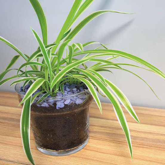 Gravier Rockin 10mm, lavander - Sac 4kg