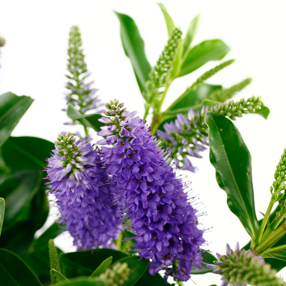 Hebe arbustive à fleurs - pot 4L