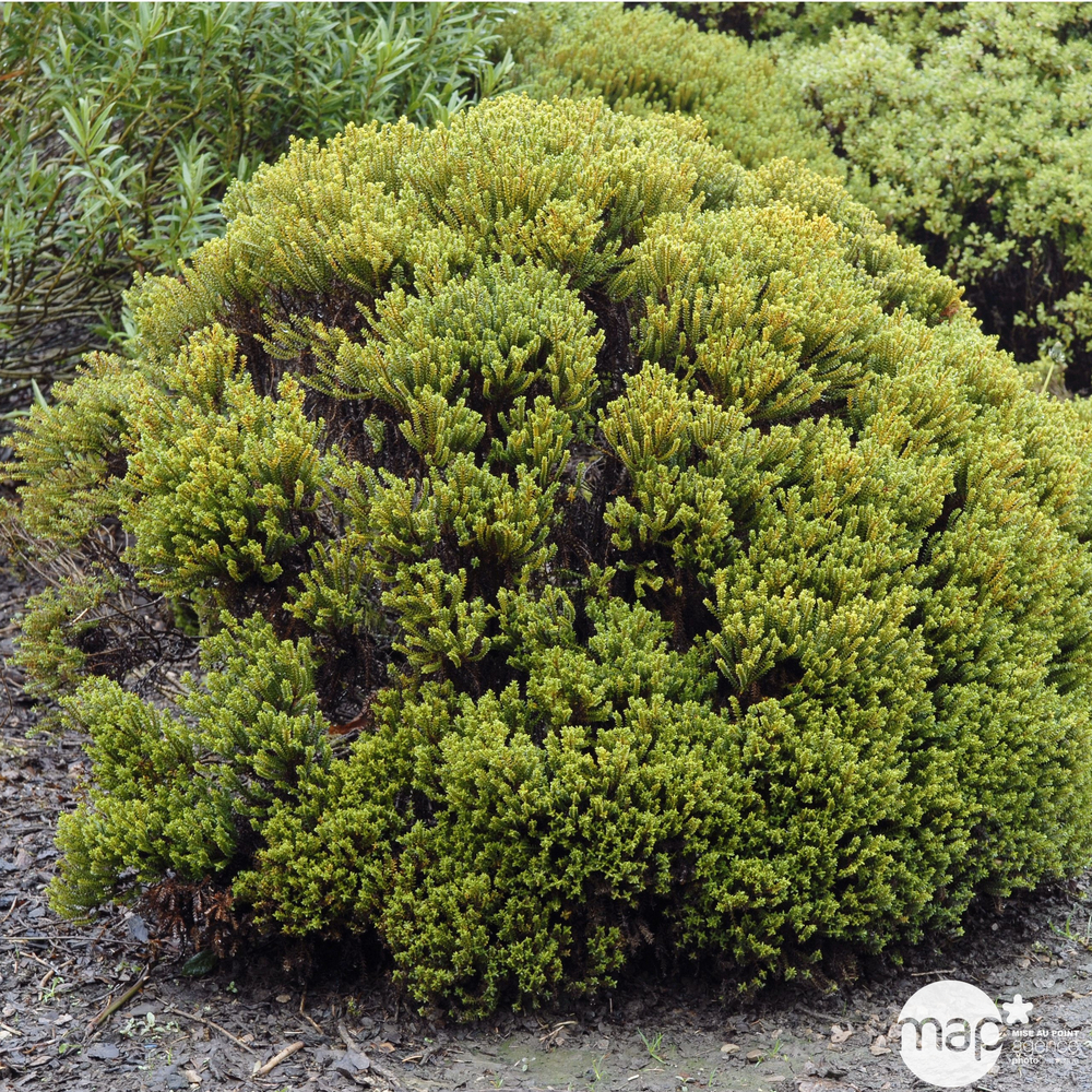 HEBE ARBUSTIVE C 4L-(686496)