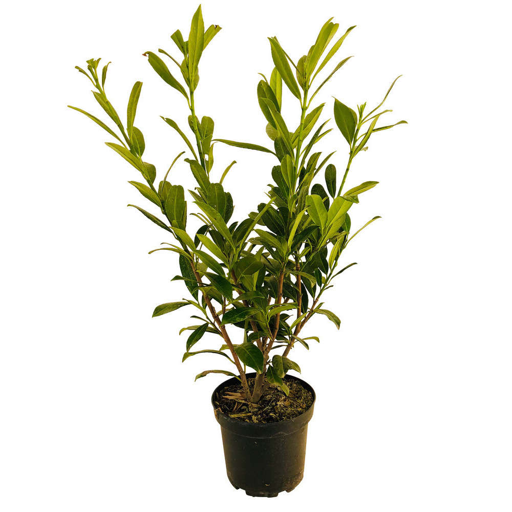 Prunus laurocerasus ' Caucasica ' : H. 60/80 pot 5L