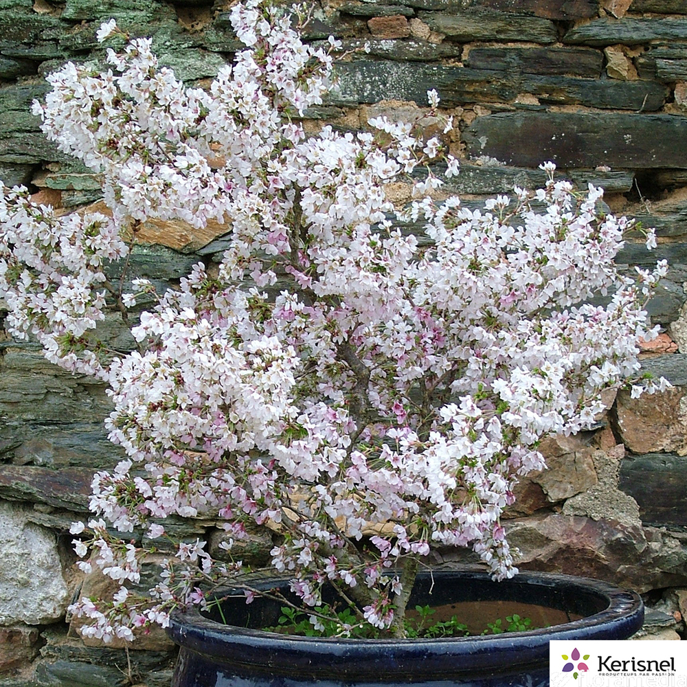 PRUNUS INC.KOJO NO MAI C 4L-(686503)