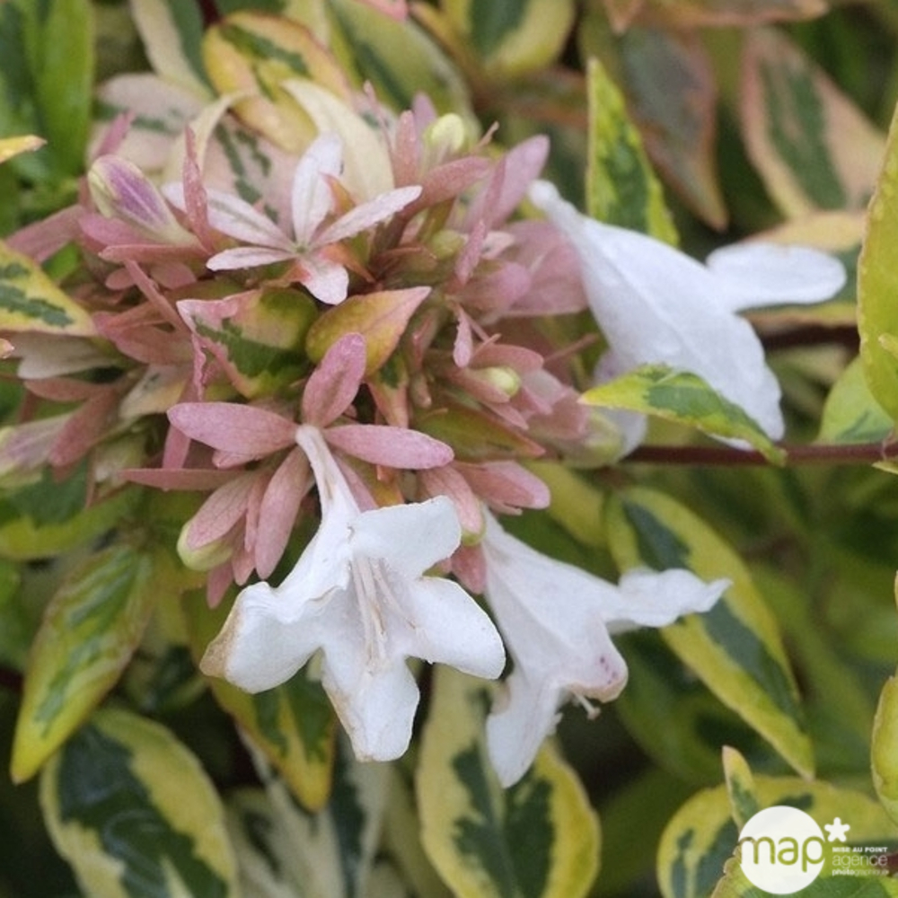 Abelia x grandiflora 'Kaleidoscope' ® :4L