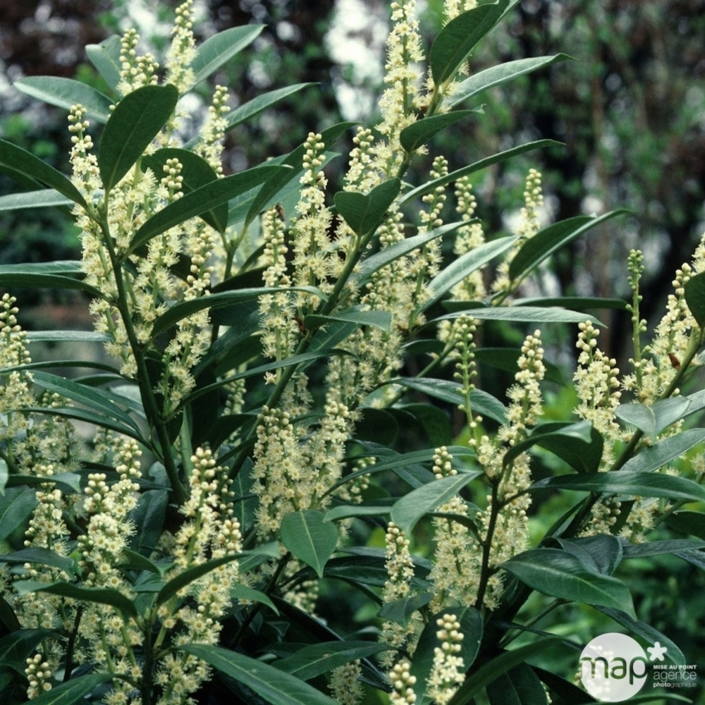 PRUNUS CAUCASICA C7.5L 100/120-(686517)