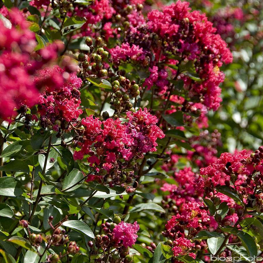 LAGERSTROEMIA I.P.ORCHIDEE C4L-(686518)