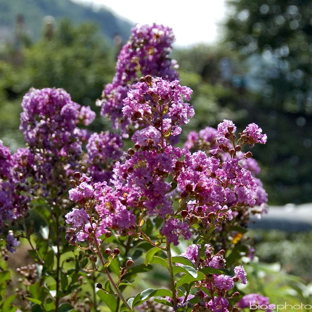 LAGERSTROEMIA I.P.PINK C 4L-(686519)
