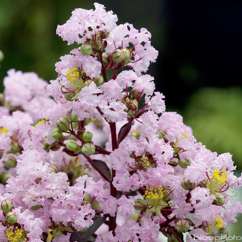 LAGERSTROEMIA RHAP.IN PINK C4L-(686521)
