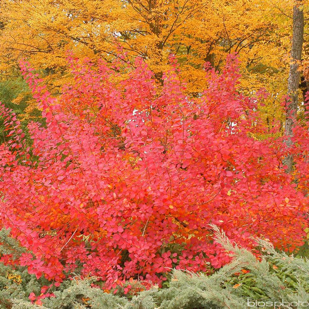 COTINUS GRACE C 4L-(686525)