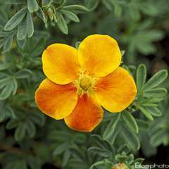 Potentilla fruticosa 'Hopley's Orange':pot4L