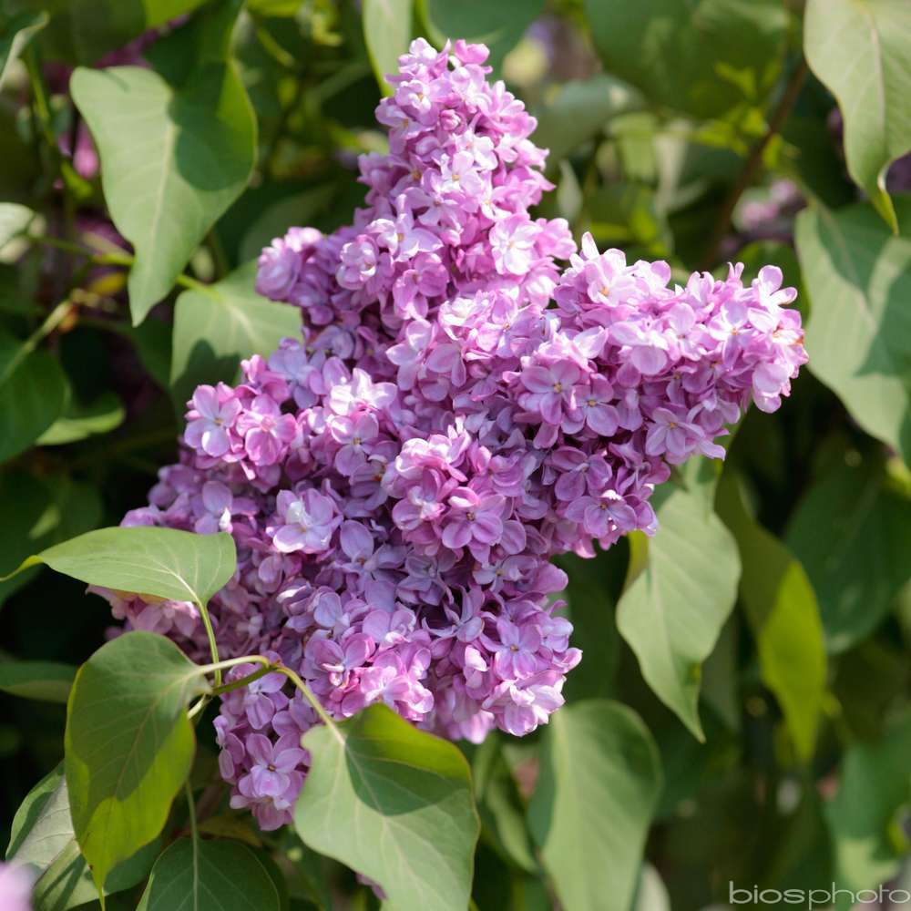 SYRINGA VULGARIS C 5L-(686556)