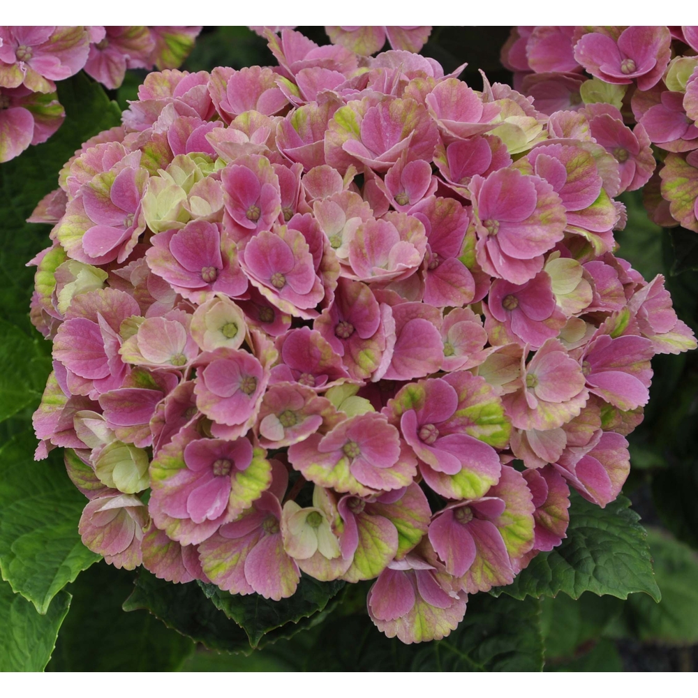 Hydrangea Magical 1/4 de tige : pot 10L