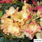 Rhododendron hybride:pot 25L