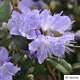 Rhododendron nain 'Blue Tit Major':pot 4L