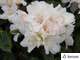 Rhododendron nain 'Dora Amateis':pot 4L