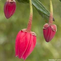 Crinodendron hookerianum:pot 4L