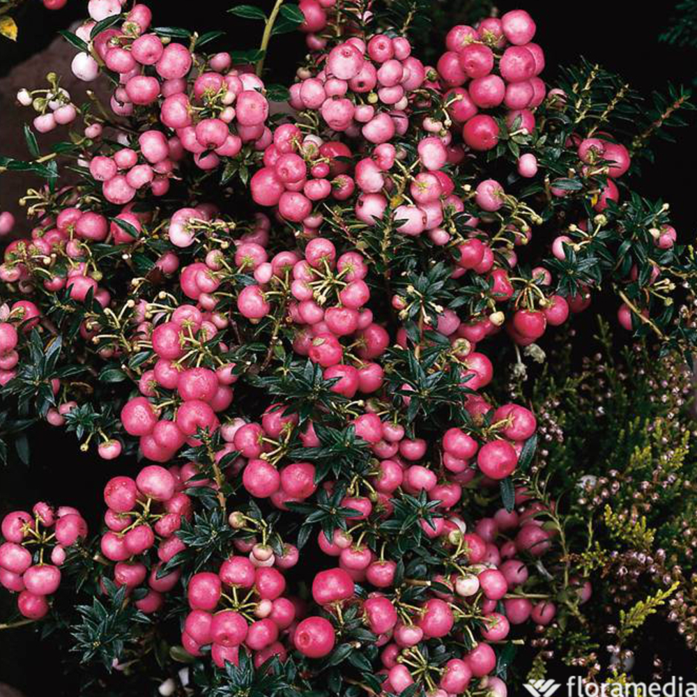 Pernettya mucronata rose:conteneur 4 litres