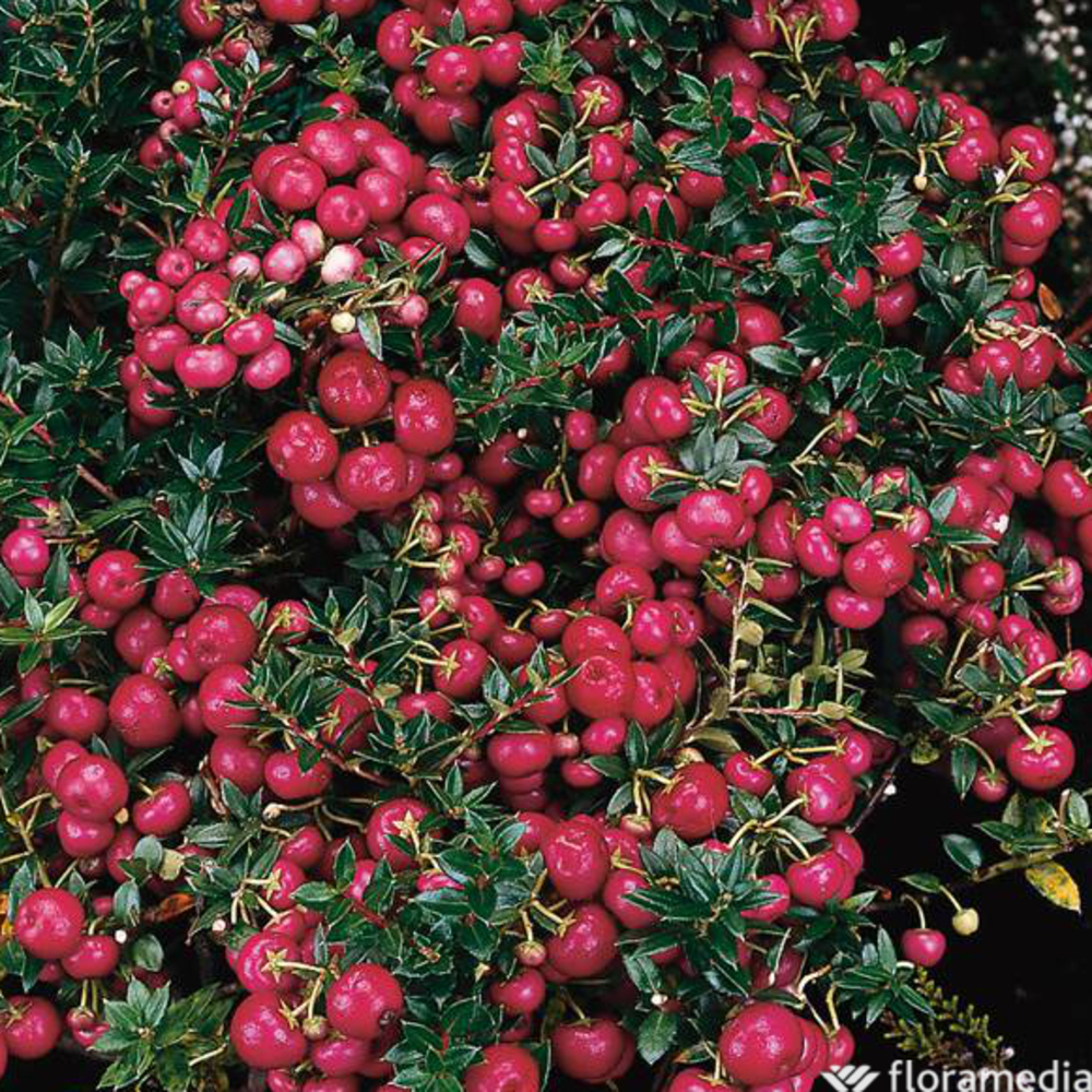 Pernettya mucronata rose:conteneur 4 litres